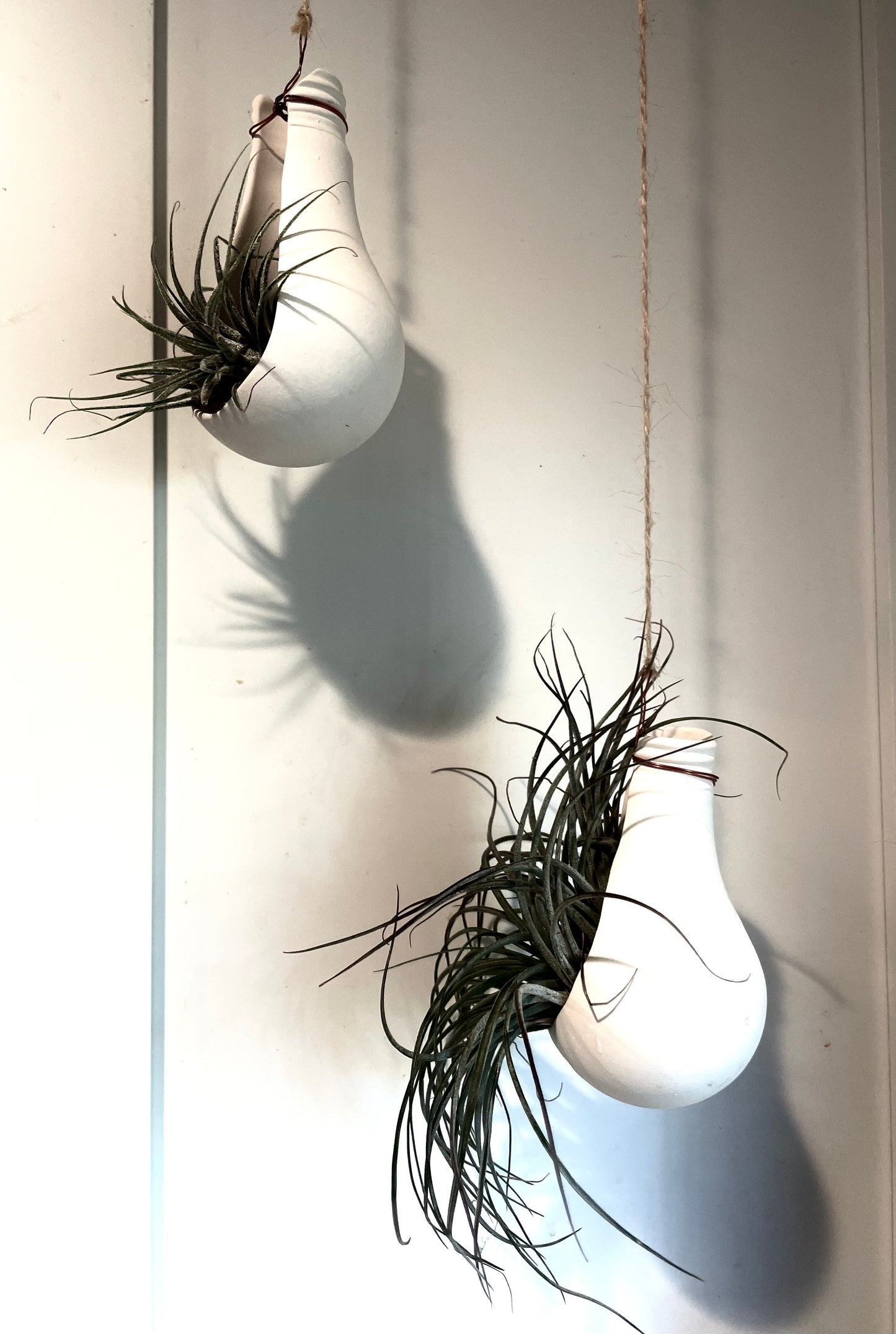 Bright Idea! Air Plant Holder