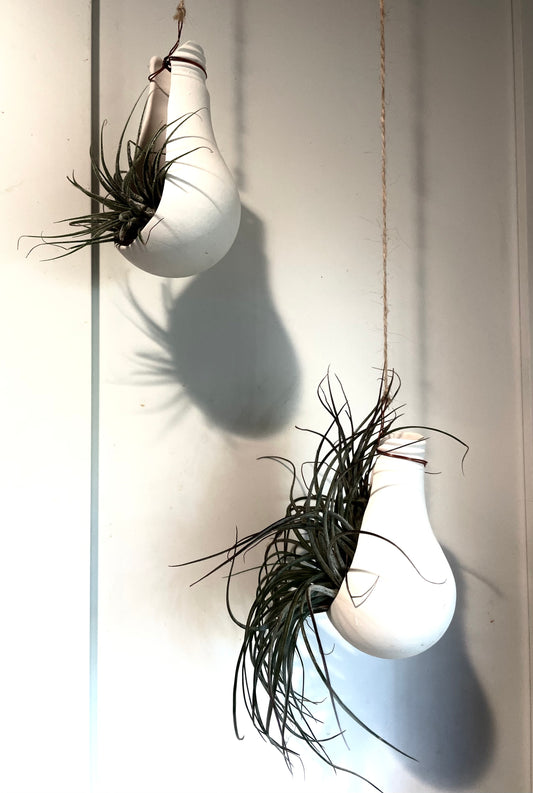 Bright Idea! Air Plant Holder